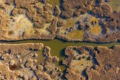 High angle view of plants on shore