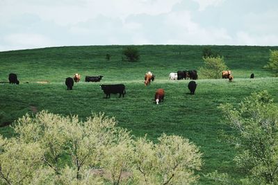 Horses grazing on grassy field