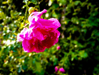 Close-up of pink flower