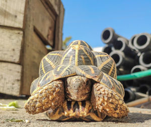 Close-up of tortoise against stone wall tortoises are reptile species of the family testudinidae 