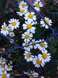 Close-up of white daisy flowers