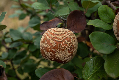 Close-up of fruit growing on tree