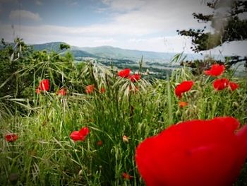 Close-up of poppy flowers growing in field