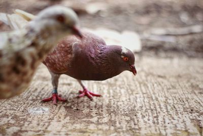 Close-up of a bird