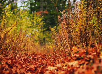 Close-up of autumn trees in forest