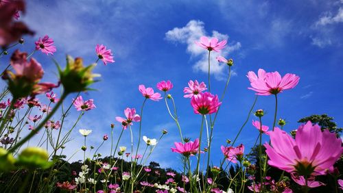 Close-up of pink cosmos flowers against sky