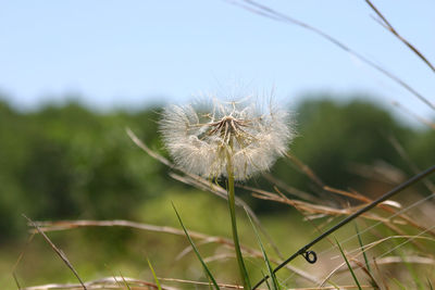 Close-up of dandelion