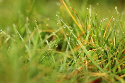 Close-up of wet grass on field