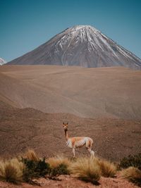 Llama standing on field against mountain during sunny day