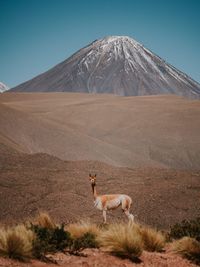 Scenic view of a desert