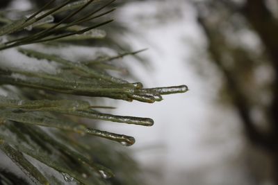 Close-up of snow on plant