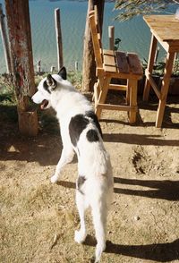 Cat looking at sea shore