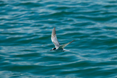 Bird flying over water