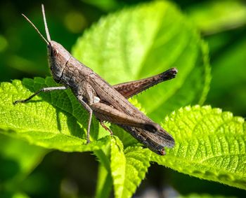 Close-up of insect on leaf