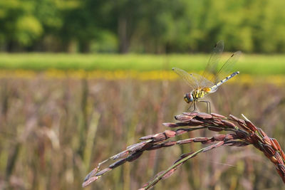 Close-up of dragonfly on plant at field