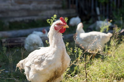 White chicken stands in the countryside, against the background of the wooden shed and grazing hens.