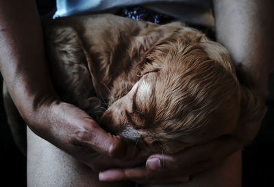 Close-up of a sleeping puppy in human hands