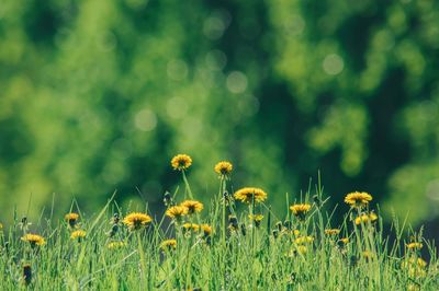 Close-up of yellow flowering plants on field