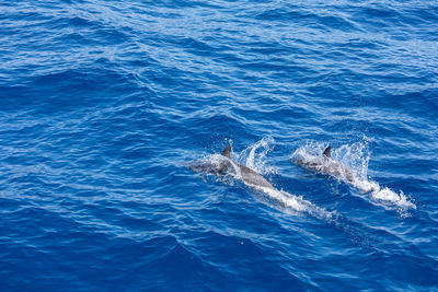 High angle view of whale swimming in sea