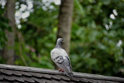 Pigeon perching on rooftop against trees
