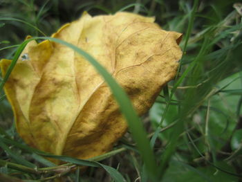 Close-up of dry leaf on grass