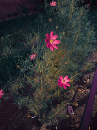 High angle view of pink flowering plants on land