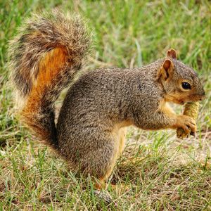 Close-up of squirrel on field