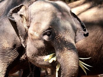 Close-up of elephant