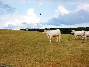 Cows grazing on field against sky