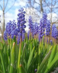 Close-up of purple flowering plants on field