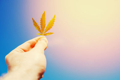 Close-up of hand holding plant against sky