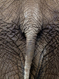 Close-up of elephant