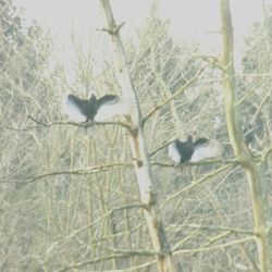 Cat on tree trunk