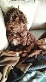 Close-up of dog sleeping on bed at home