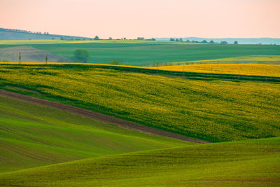 Scenic view of agricultural field against clear sky