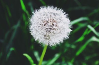 Close-up of dandelion flower