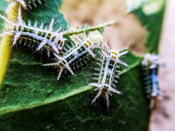 Close-up of spider on web