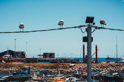 View of birds perching on power line against sky