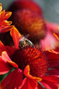 Close-up of bee pollinating on red flower