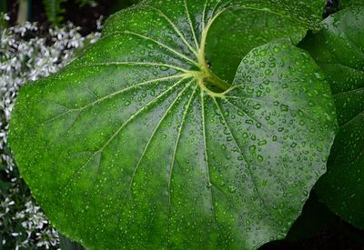 Close-up of wet plant