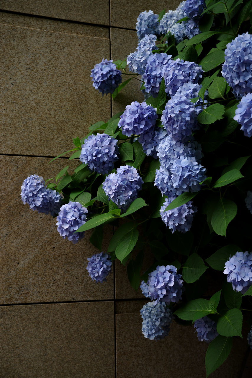 flower, plant, flowering plant, blue, nature, freshness, beauty in nature, hydrangea, purple, lilac, no people, fragility, growth, leaf, high angle view, plant part, bouquet, bunch of flowers, outdoors, flower head, day, close-up, wall - building feature, lavender, floristry, inflorescence