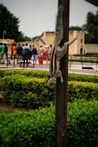 Close-up of lizard on tree against built structure