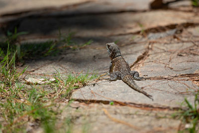 Lizard on land