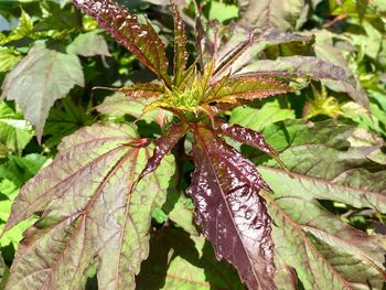 Close-up of wet plant leaves