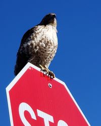 Low angle view of eagle perching on the sky