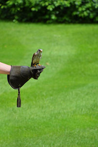 Falcon perching on cropped hand against grass