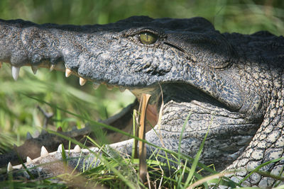 Close-up side view of crocodile