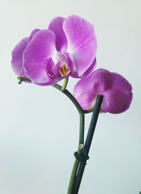 Close-up of purple flowers blooming against white background