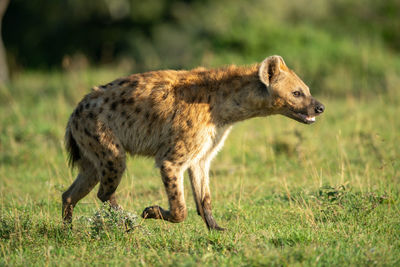 Spotted hyena runs across grass with catchlight