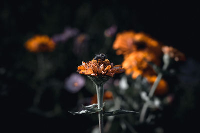 Close-up of wilted flower on field